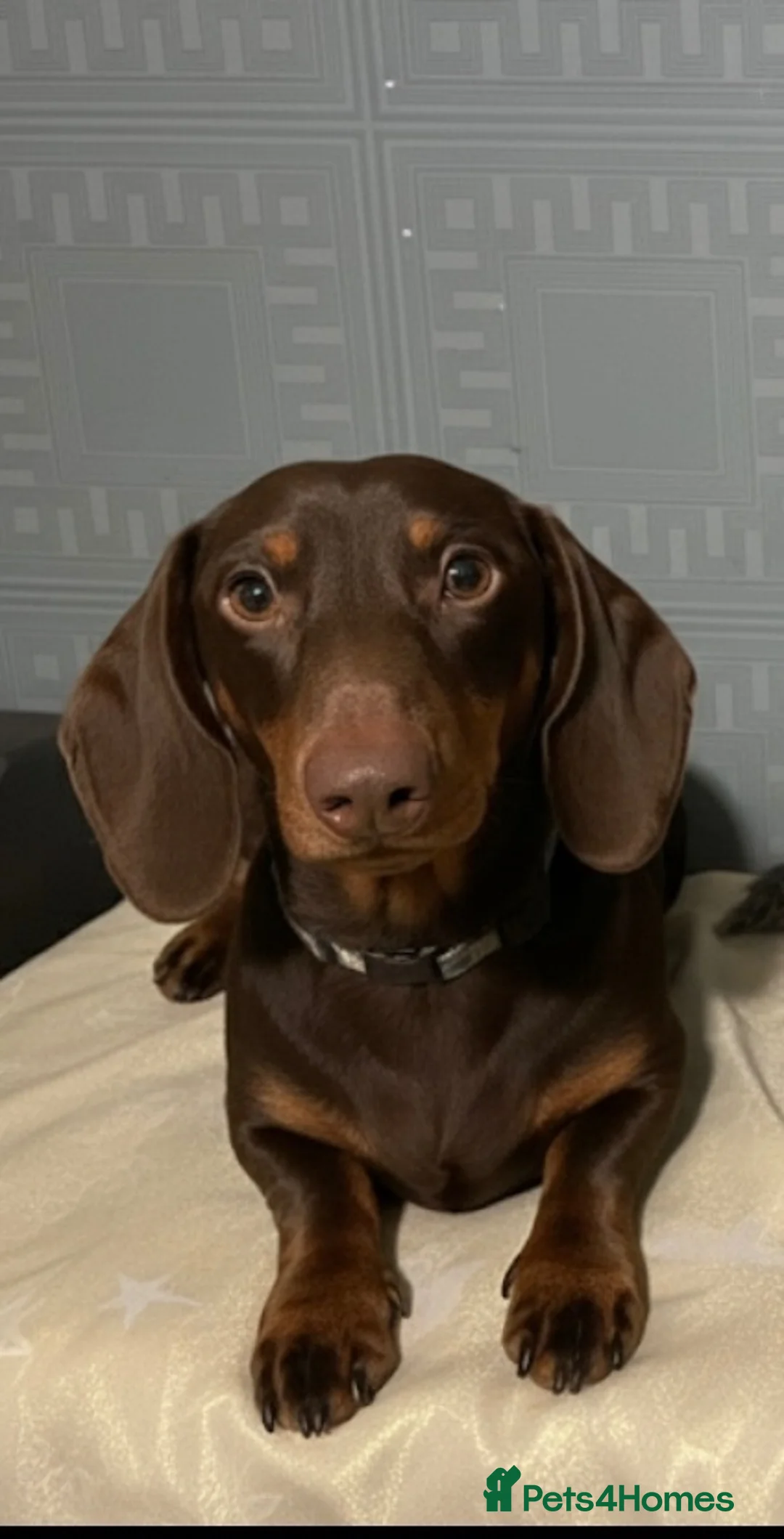 Dachshund dogs for sale: 2 year old male dachshund (GARY) - Advert 9