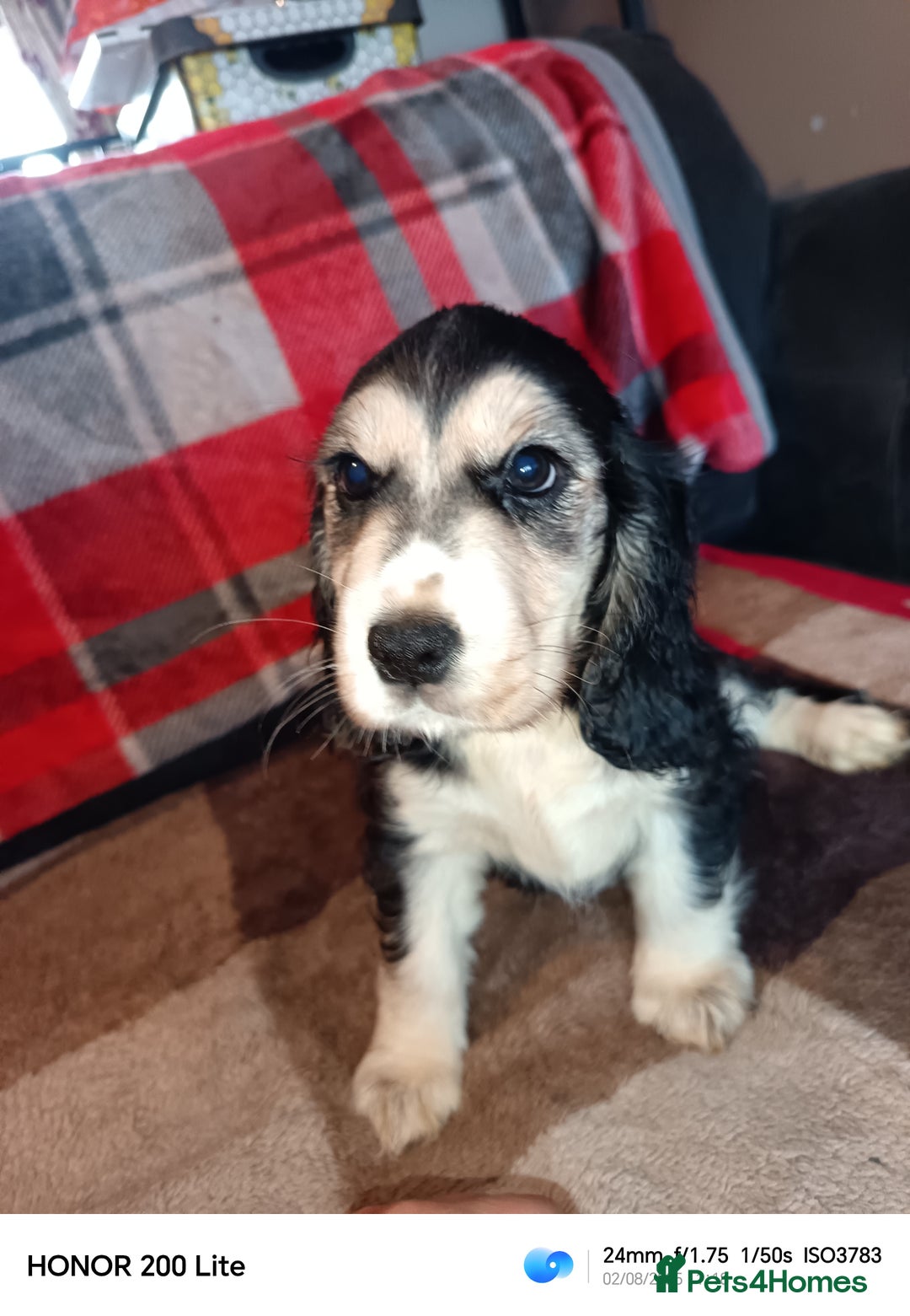 Cocker Spaniel dogs for sale: Cocker Spaniel puppies  - Image 13