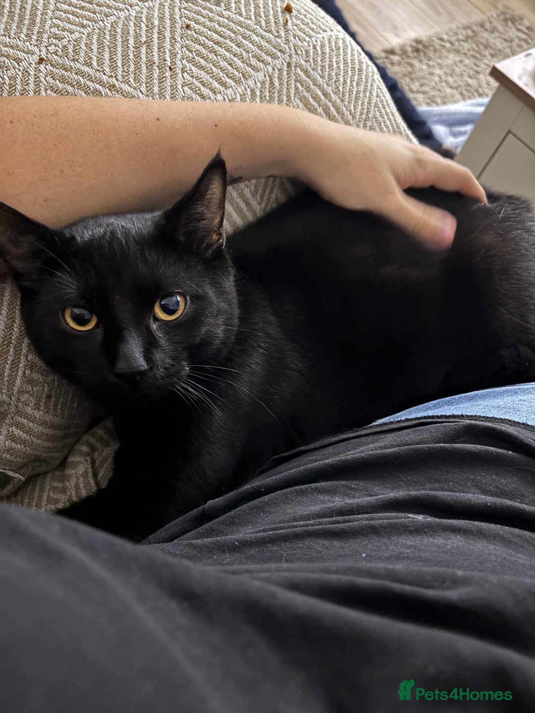 Mixed Breed cats for sale: Male black cat  - Advert 1