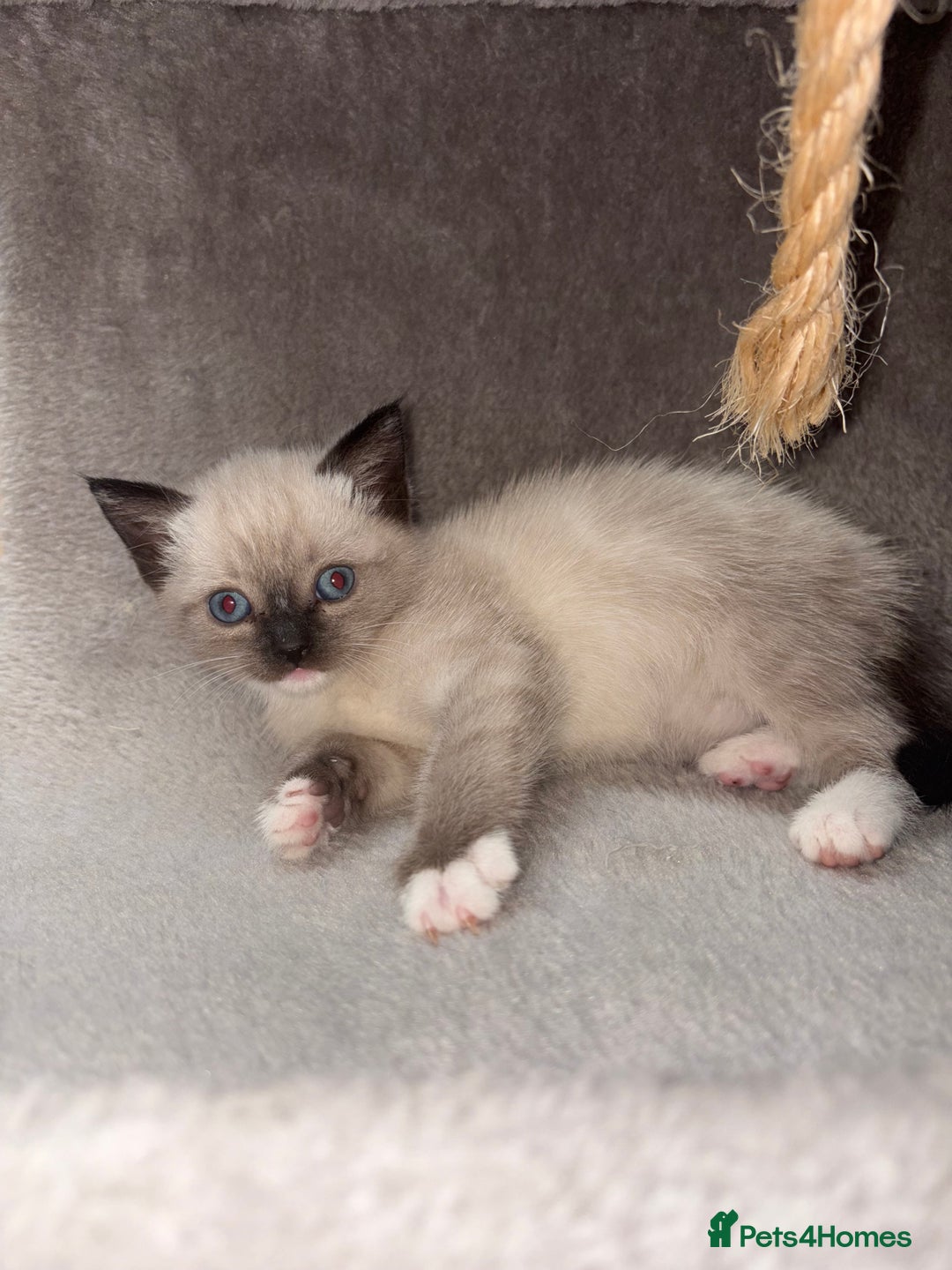 Mixed Breed cats for sale: Amazing female kitten  - Advert 2