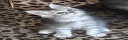 Maine Coon cats for sale: Tica registered polydactyl Maine coons  - Advert 3