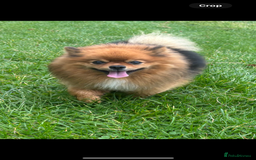 Pomeranian dogs for stud: Beautiful Pom for stud  - Advert 5
