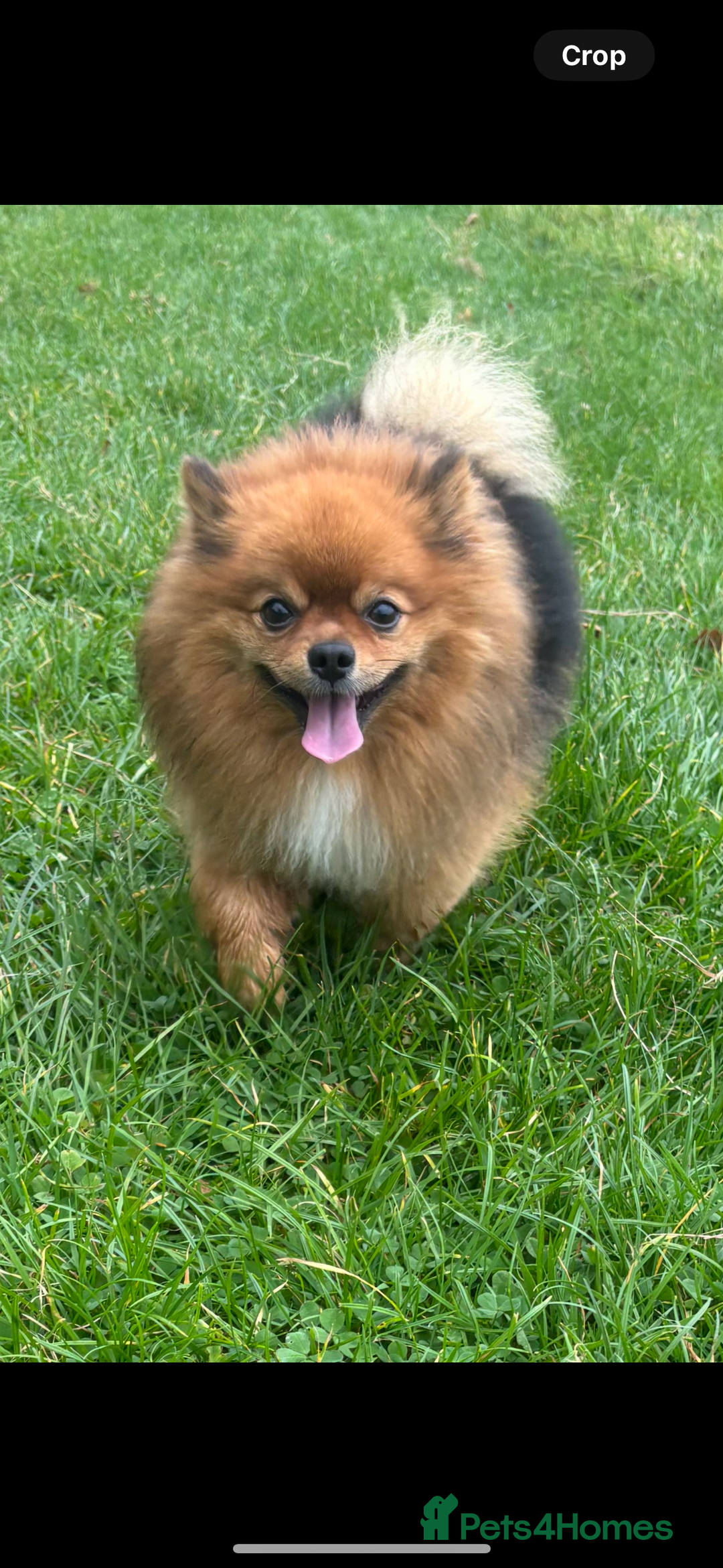 Pomeranian dogs for stud: Beautiful Pom for stud  - Advert 5