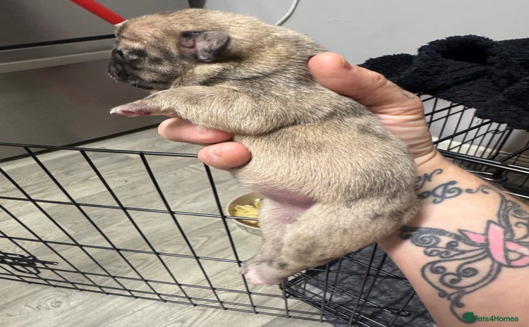 French Bulldog dogs Beautiful frenchies for sale  - Advert 22