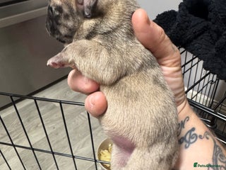 French Bulldog dogs Beautiful frenchies for sale - Advert 21