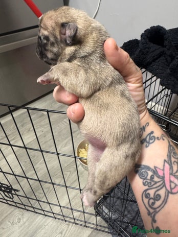 French Bulldog dogs Beautiful frenchies for sale - Advert 22