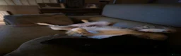 English Springer Spaniel dogs for sale: Mr stephen woodcock - Advert 2