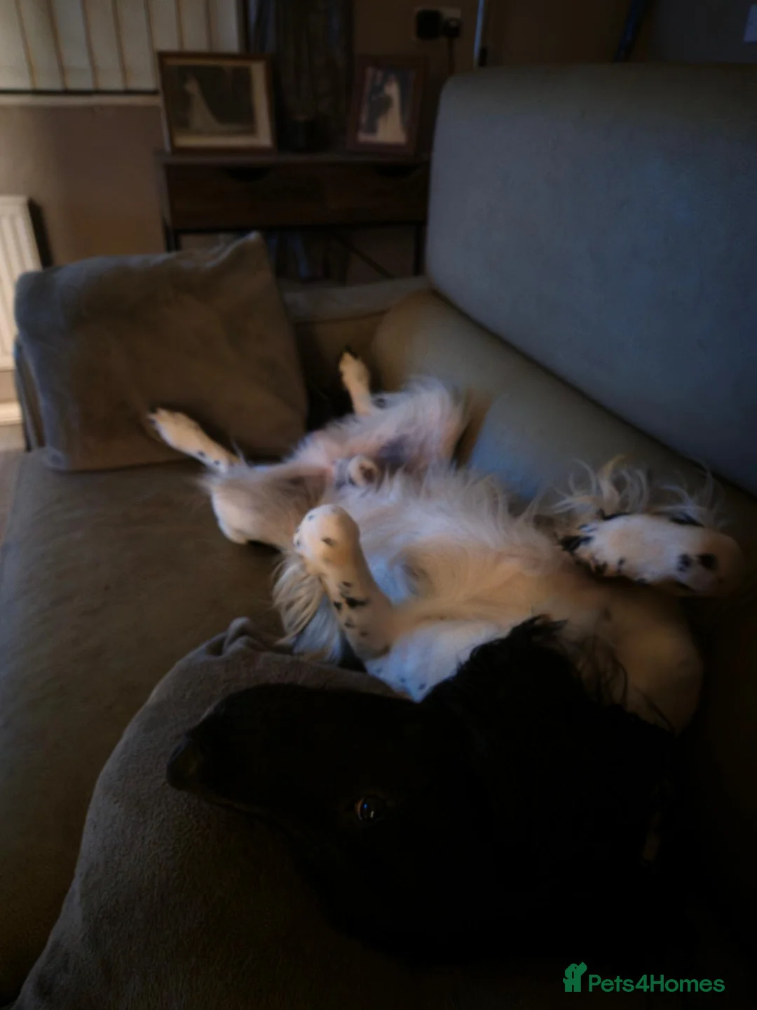 English Springer Spaniel dogs for sale: Mr stephen woodcock - Advert 2