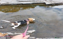 Beagle dogs for sale: Lovely kc registered girl  - Image 4