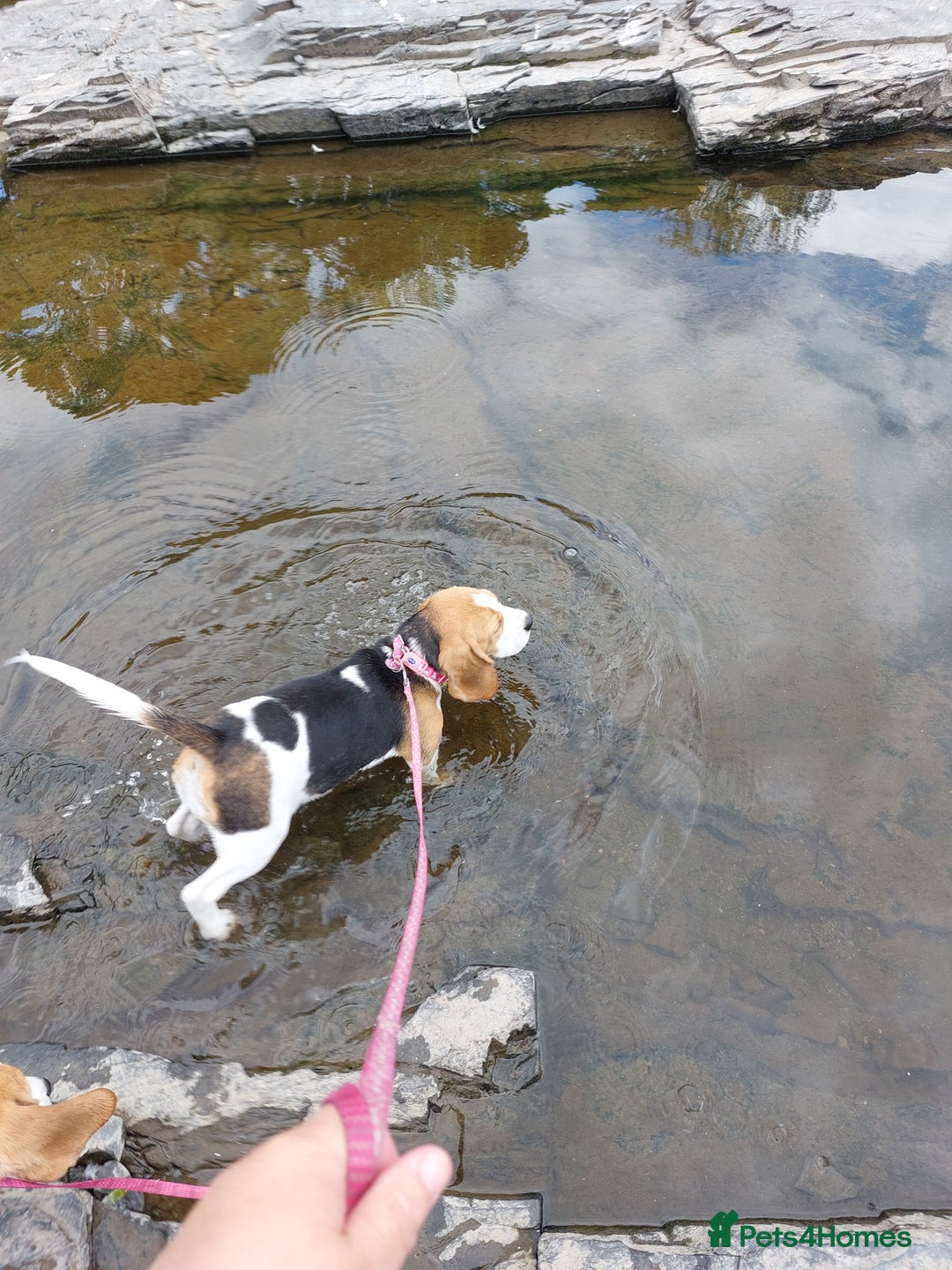 Beagle dogs for sale: Lovely kc registered girl  - Image 4