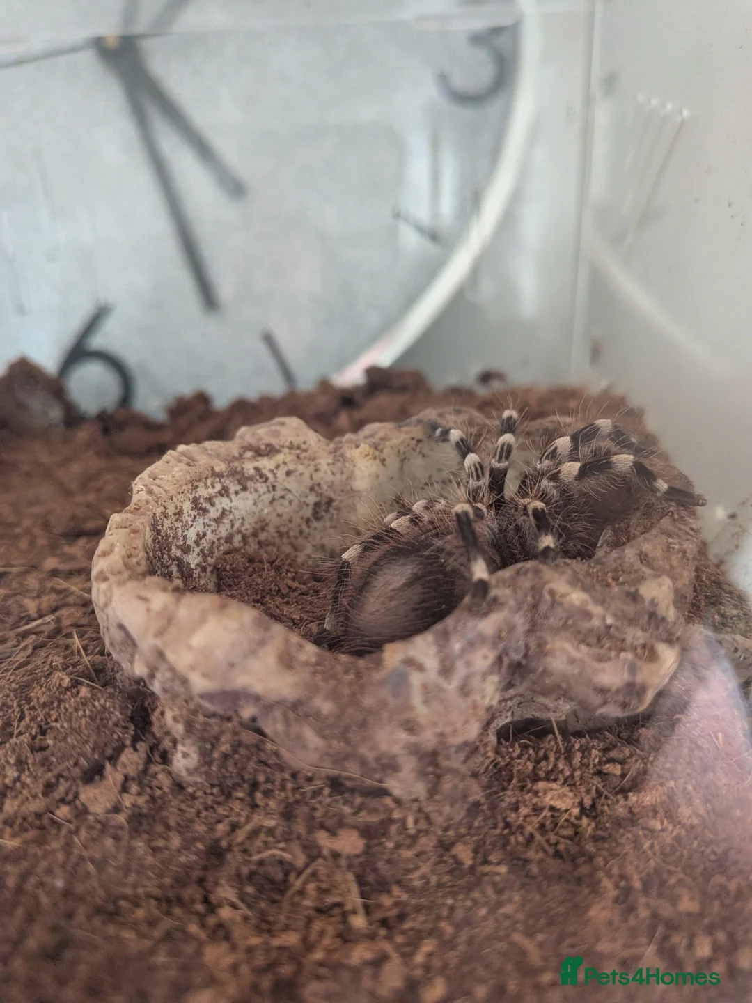 Tarantulas invertebrates for sale: Tarantulas for sale - Advert 11