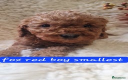 Cockapoo dogs for sale: Gorgeous foxred cockapoo puppies  - Image 5