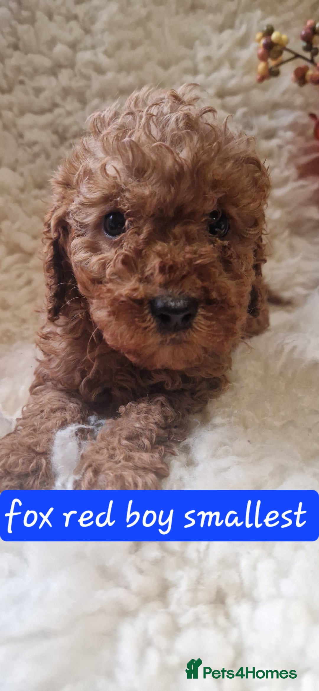 Cockapoo dogs for sale: Gorgeous foxred cockapoo puppies  - Image 5