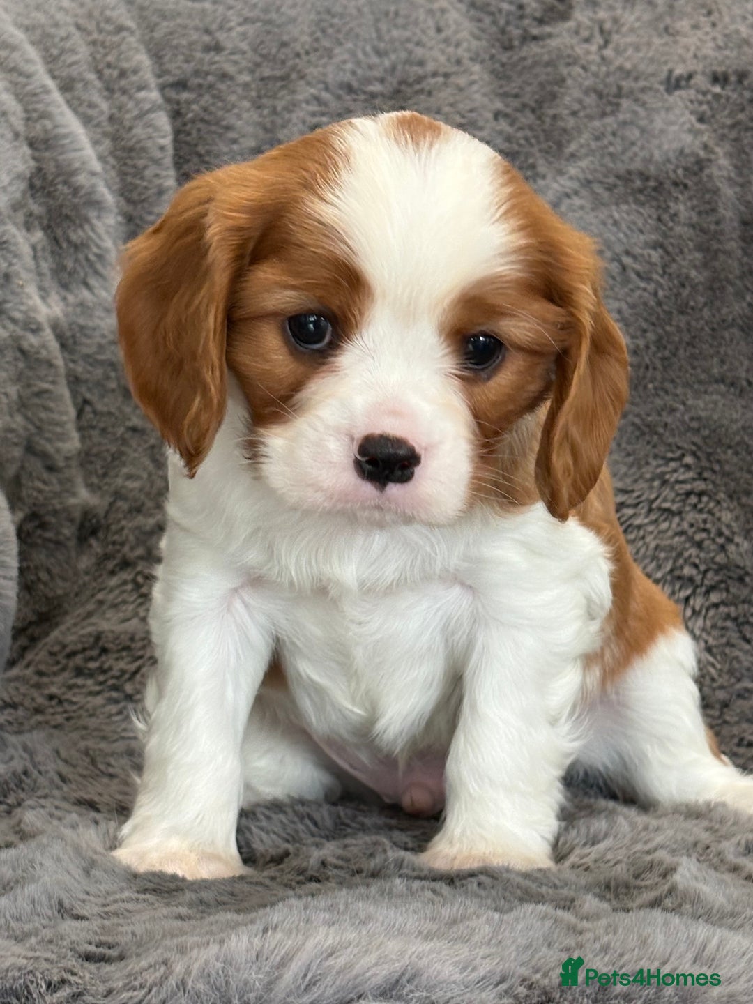 Cavalier King Charles Spaniel dogs for sale: Health Tested cavalier puppies  - Image 19