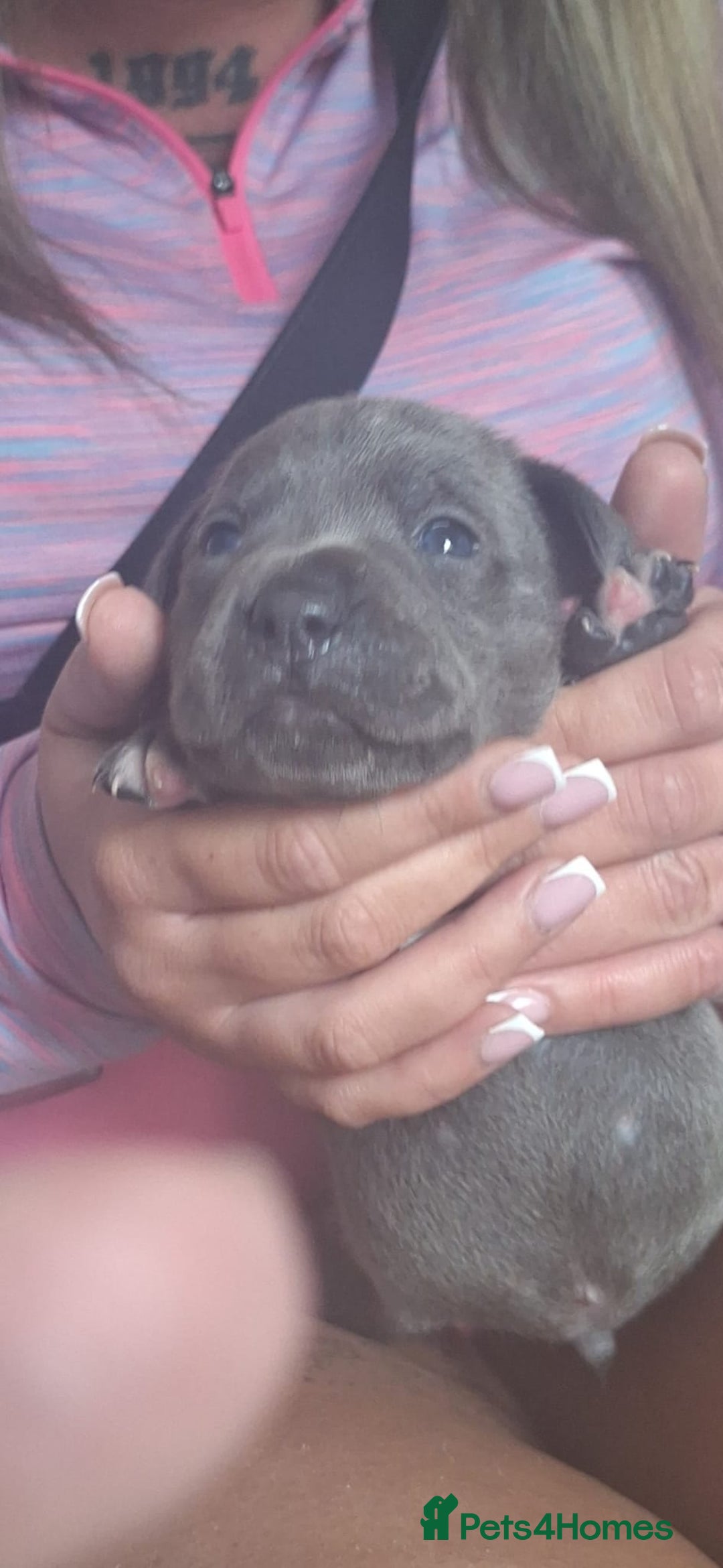 Staffordshire Bull Terrier dogs for stud: **FOR STUD** KC REGISTERED BLUE STAFF BULL TERRIOR - Advert 15