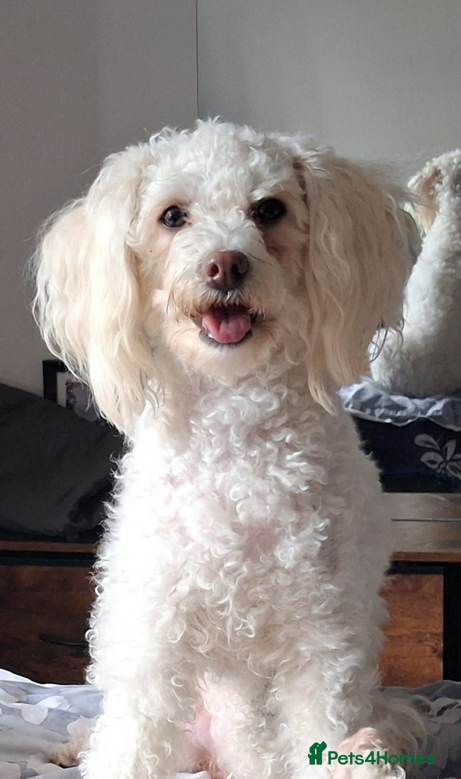 Maltese dogs Maltesse for sale - Advert 5