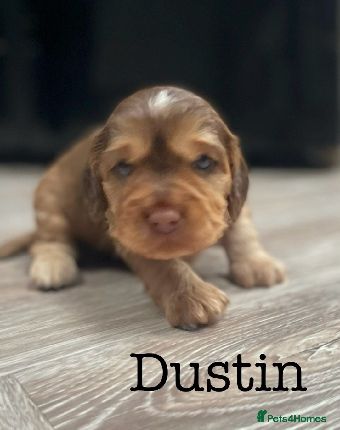 Cocker Spaniel dogs for sale: Beautiful health tested Cocker spaniel pups  - Advert 27