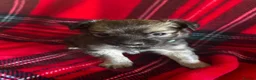 Chihuahua dogs for sale: Longhaired Chihuahua  - Advert 9