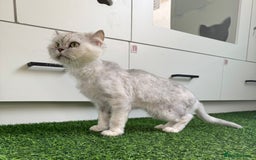 Mixed Breed cats for adoption: [Indoors Only] Chloe - Chilled and Chatty Cutie - Image 2