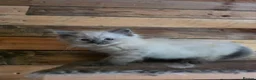 Ragdoll cats for sale: Stunning little Ragdoll boy  - Advert 2