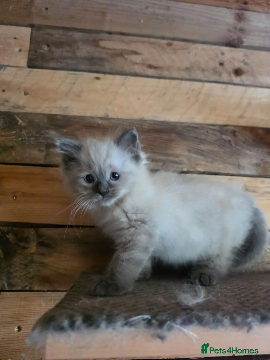 Ragdoll cats for sale: Stunning little Ragdoll boy  - Advert 2
