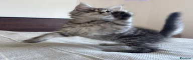 Maine Coon 1