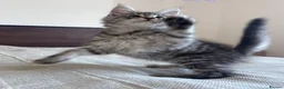 Maine Coon cats for sale: Maine Coon active kittens - Advert 1