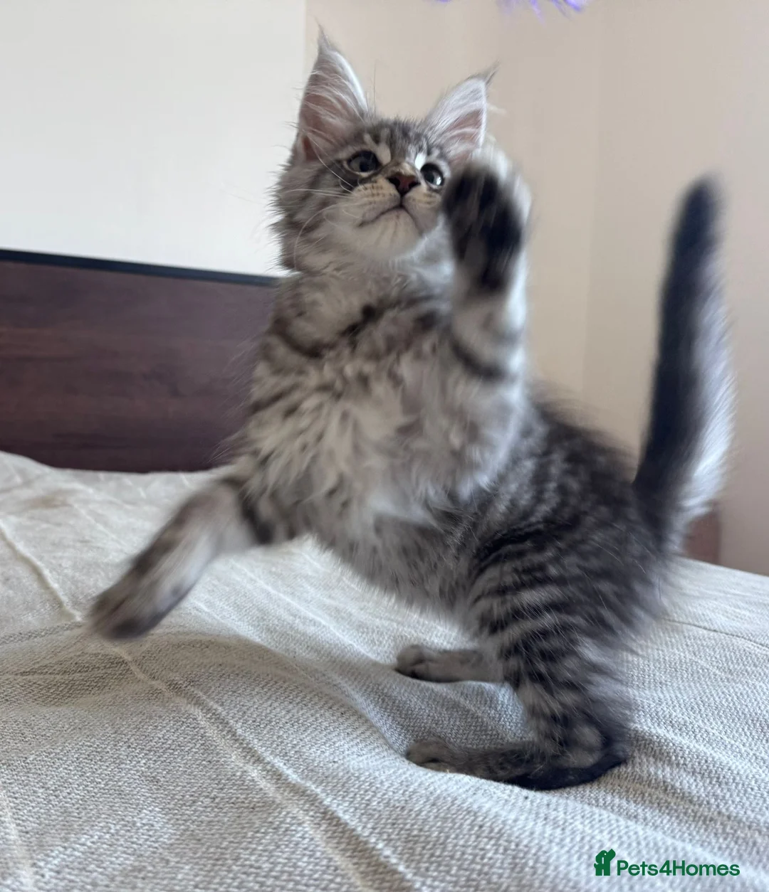 Maine Coon cats for sale: Maine Coon active kittens - Advert 1