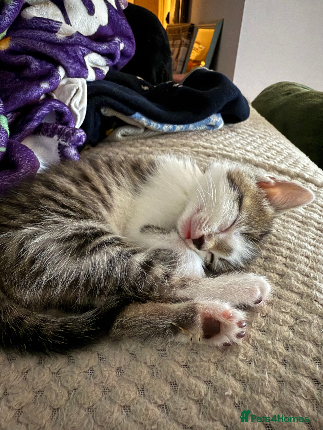 Mixed Breed cats for sale: Little Hand Reared Pops Needs His Forever Home - Advert 2