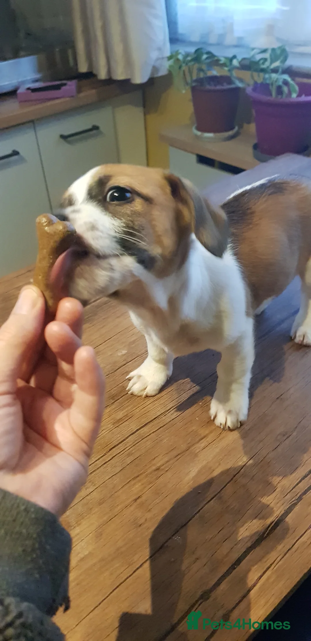 Chiweenie dogs for sale: Chiweenie pups for sale in Rowley Regis - Advert 8