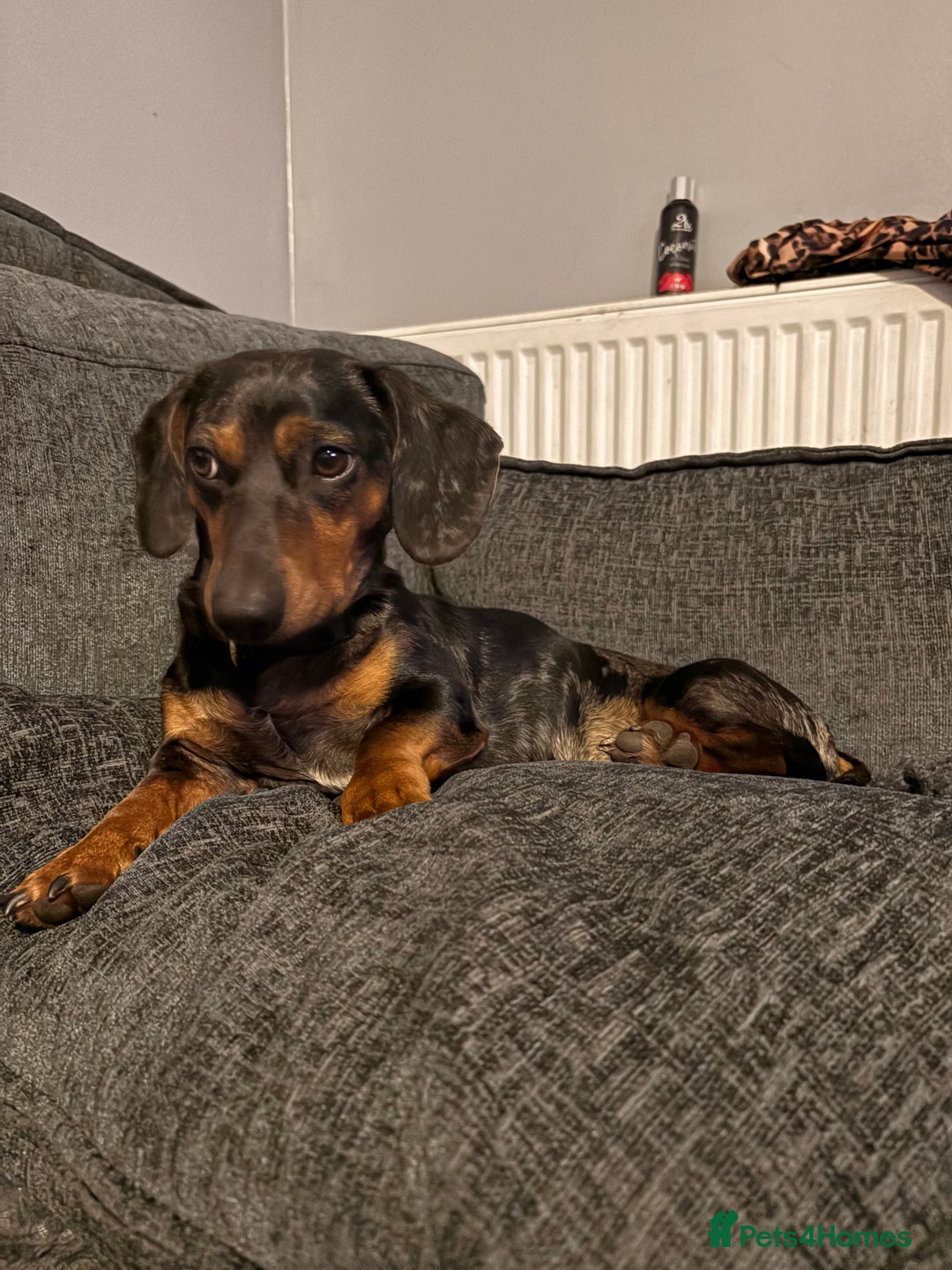 Miniature Dachshund dogs for sale: Gorgeous miniature dachshund puppy’s  - Image 6