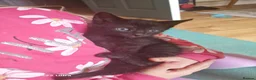 Mixed Breed cats for sale: Gorgeous 4 Kittens Looking for Their Forever Homes - Advert 13