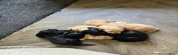 Cockapoo dogs for sale: 2 male cockapoo black puppies  in Peebles - Advert 3