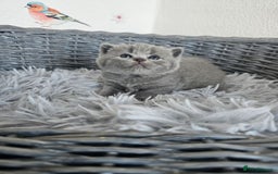 British Shorthair cats for sale: British Shorthair kittens  - Image 14
