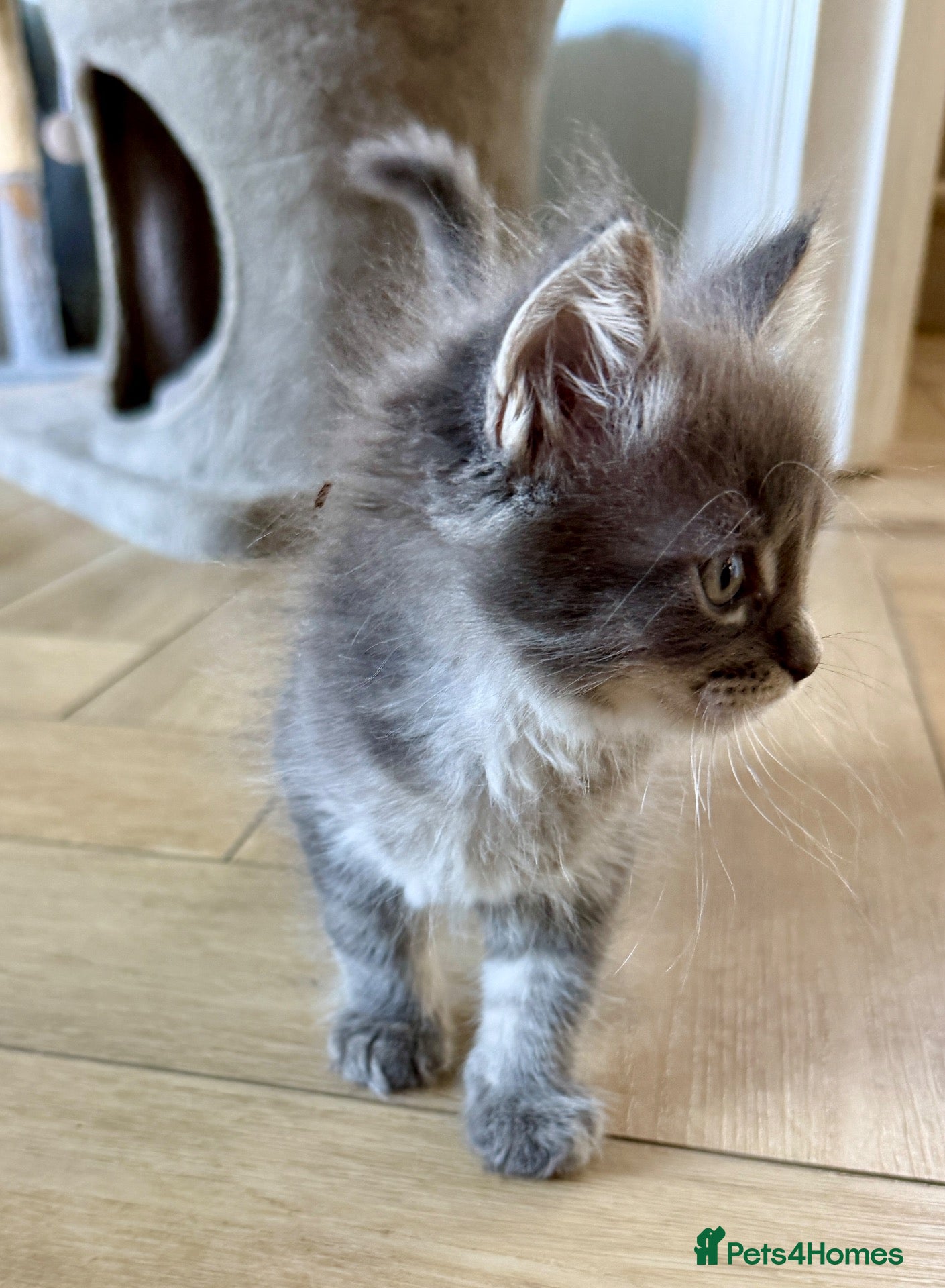 Maine Coon cats Ready now  Maine Coon x Ragdoll Kittens  - Advert 1