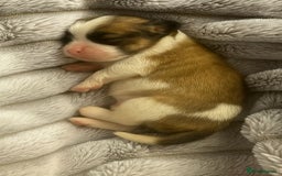 Malshi dogs for sale: Adorable Hypoallergenic Puppies- Waiting List Open - Image 7