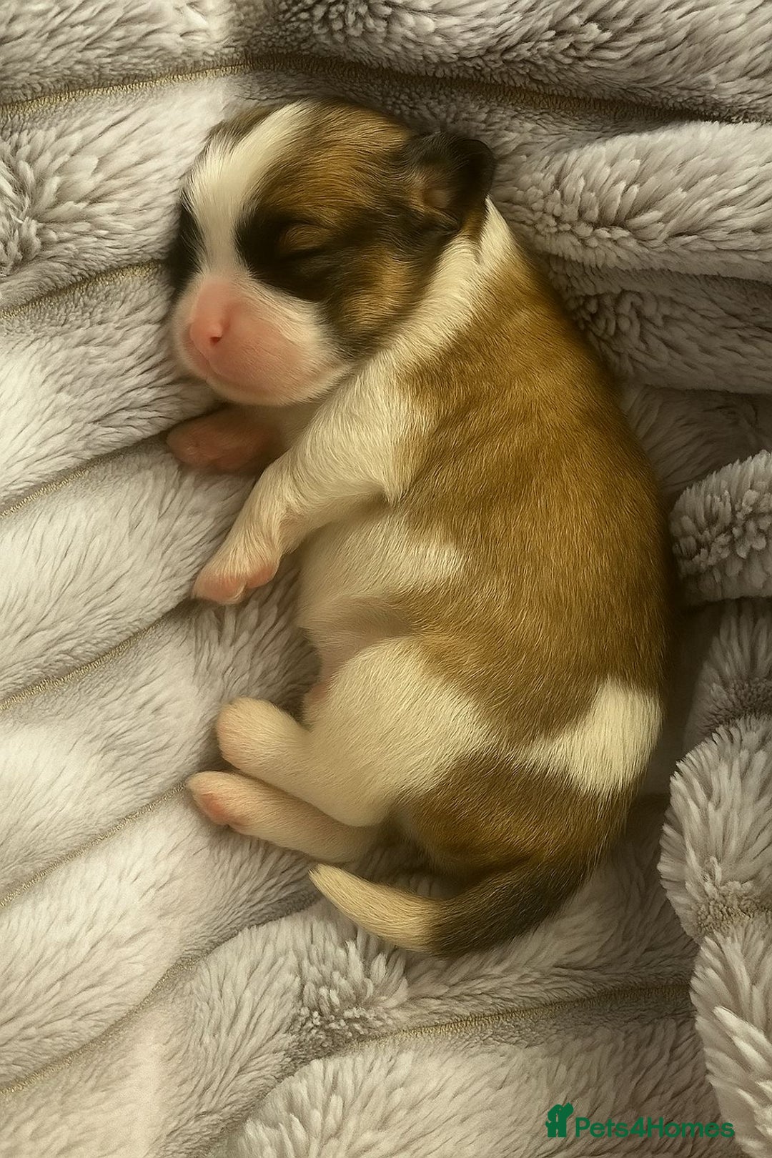 Malshi dogs for sale: Adorable Hypoallergenic Puppies- Waiting List Open - Image 7