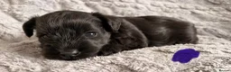 Miniature Schnauzer dogs for sale: Chunky, stunning litter of miniature schnauzers  - Advert 5