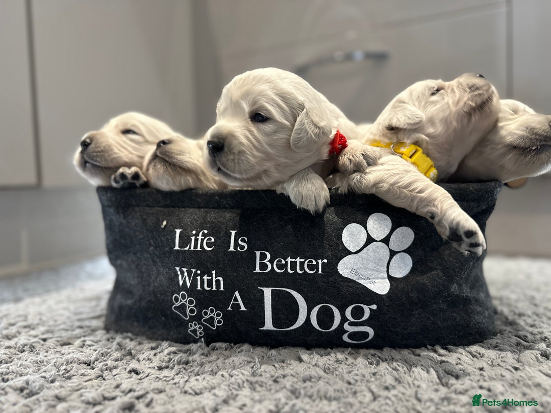 Golden Retriever dogs for sale: Cream Golden Retriever Puppies  - Image 10