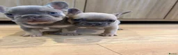 French Bulldog dogs for sale: Beautiful French Bulldog Puppies  in Forfar - Advert 9