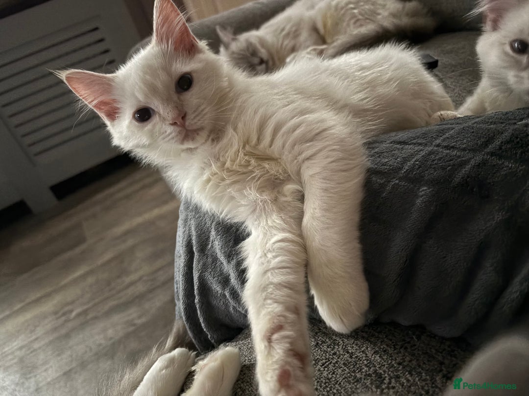 Ragdoll cats for sale: GCCF Beautiful Ragdoll Kittens - Image 24