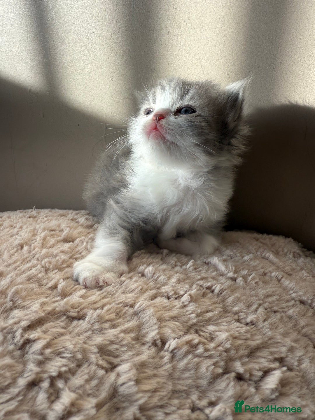 Persian cats for sale: Gorgeous Persian Kittens  - Advert 10