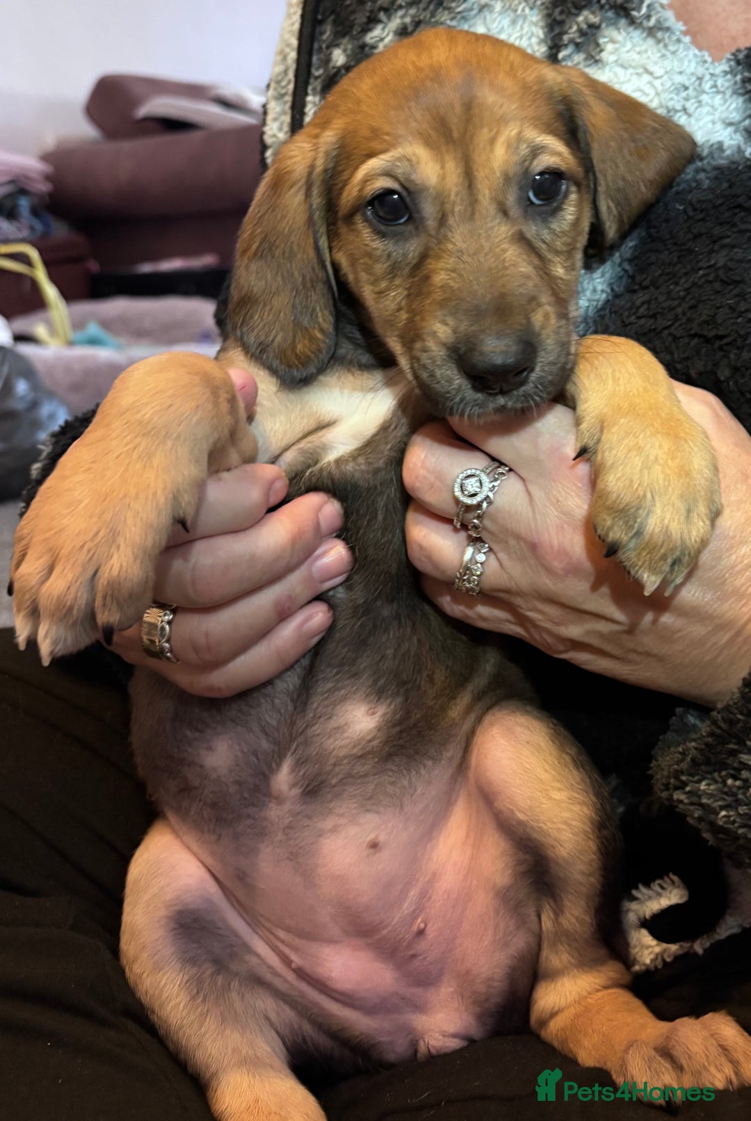 Mixed Breed dogs for sale: SalukiX⭐️ ONLY 4 Left ! READY TO GO  - Advert 34