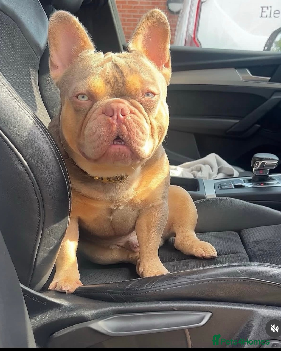 French Bulldog dogs for sale: KC REG QUALITY FRENCH BULLDOG PUPPIES! - Image 6