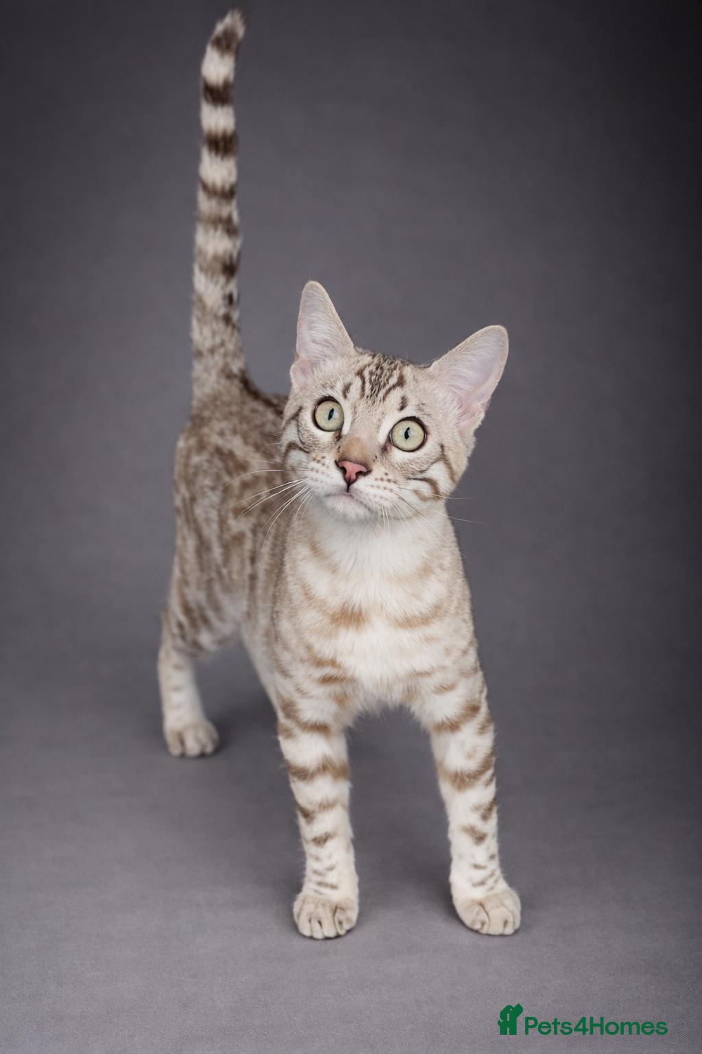 Bengal cats ⭐SENSATIONAL⭐️Seal Silver Mink Stud TICA REG - Advert 1