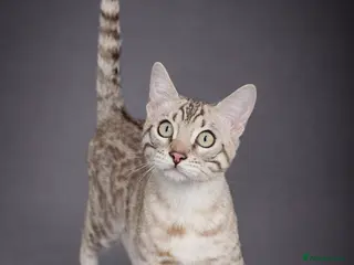 Bengal cats ⭐SENSATIONAL⭐️Seal Silver Mink Stud TICA REG - Advert 1