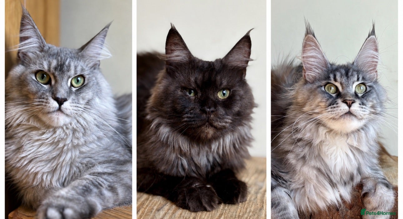 Maine Coon cats Beautiful Maine Coon females - Advert 1