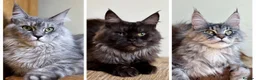 Maine Coon cats for sale: Beautiful Maine Coon females - Advert 1