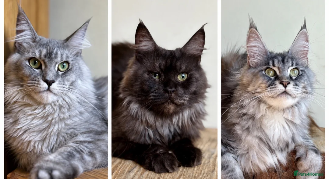 Maine Coon cats for sale: Beautiful Maine Coon females - Advert 1