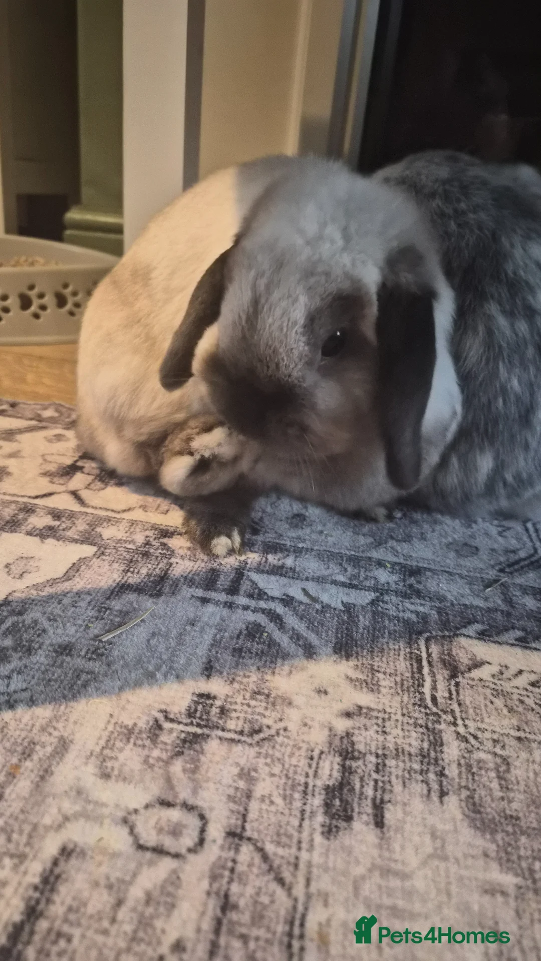 Mixed Breed rabbits for sale: Pearl  in Manchester - Advert 4